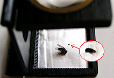 Comparatif d'une mouche et d'un acarien adulte.