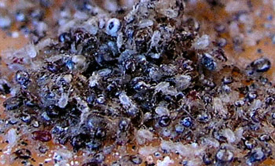 Excr&eacute;ments de dermanyssus.