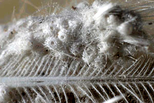 Cocons sur une plume.