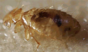 Acarien mallophage adulte.