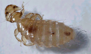 Autre acarien mallophage adulte.