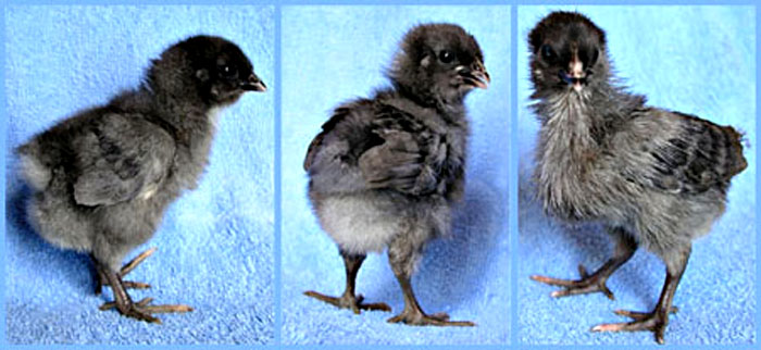 Jeunes poussins de race Ardoise. 3 poussins de race Ardoise.