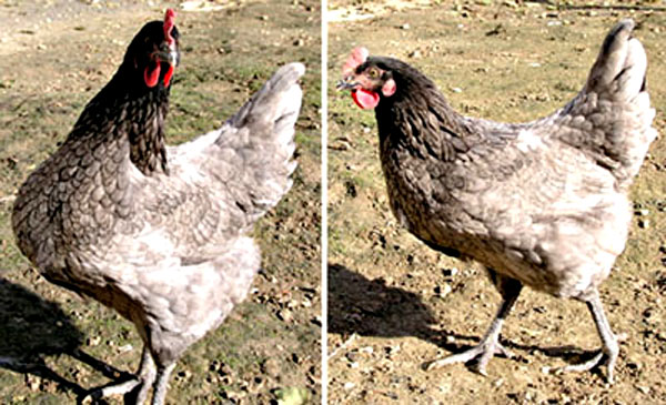 Poules Ardoises en promenade. Poules Ardoise qui se promènent.