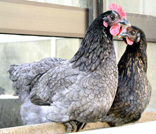 2 poules Ardoise perch&eacute;es.
