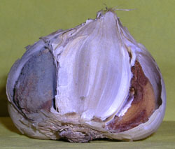 T&ecirc;te d'ail moisit.