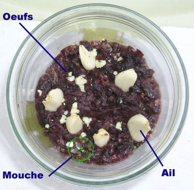 Dans le bocal, viande, mouche, ail et oeufs de mouches.