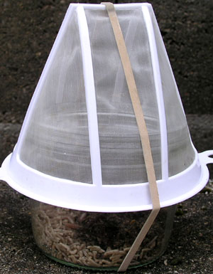 Bocal recouvert d'un tamis.