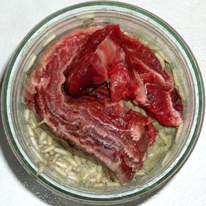 Viande nerveuse pos&eacute;e sur les asticots.