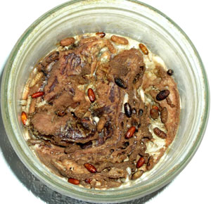 Tout est d&eacute;vor&eacute; il ne reste que les nerfs.