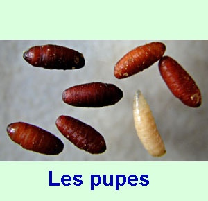 Les pupes sont les cocons des asticots.