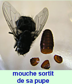 Une mouche est sortit de sa pupe.