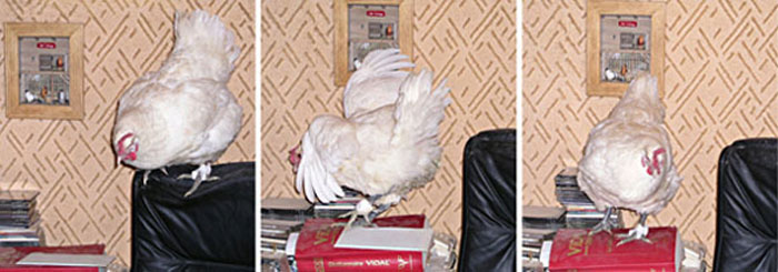 Une poule de Bresse sur un bureau.