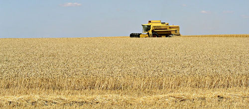Un champ de c&eacute;r&eacute;ales