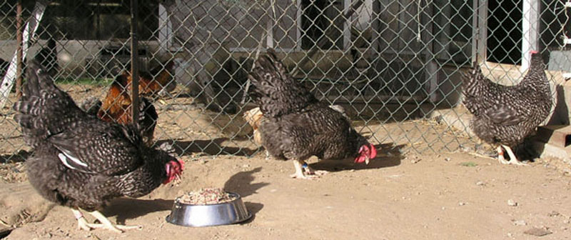 Des Coucou de Rennes.