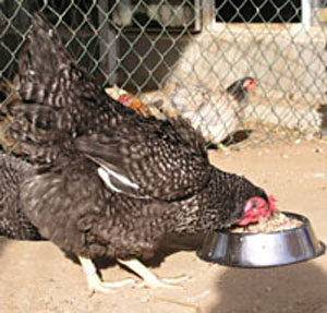 Poule Coucou devant  une mangeoire.