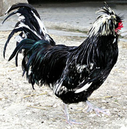 Le coq Houdan.