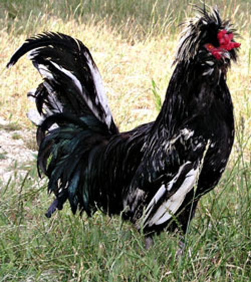 Le coq Rocco.