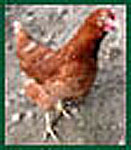 Descriptions de races de poules Rousses.