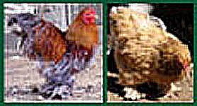 Poules coqs et poussins de la race Brahma, Descriptions.