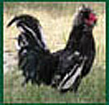 Poules coqs et poussins de la race Houdan, Descriptions.