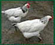 Poules coqs et poussins de la race Sussex, descriptions.