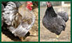 Poules coqs et poussins de la race Wyandotte, descriptions