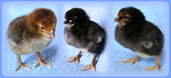 Poussins Marans.