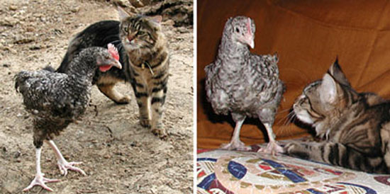 Poule Marans et chat.