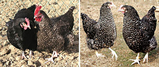 Poules Marans.