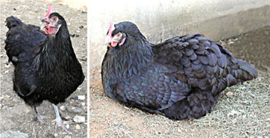 Poule Marans noire.