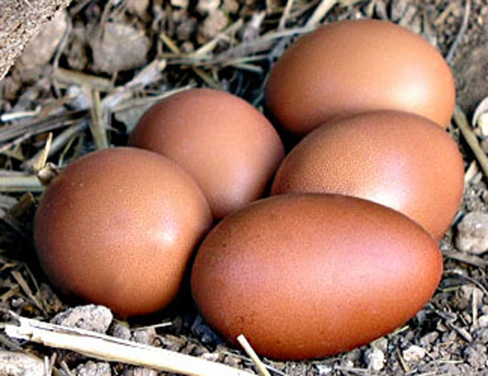 Oeufs de poule Marans.