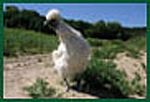 Poules coqs et poussins de la race N&egrave;gre soie, Descriptions.

