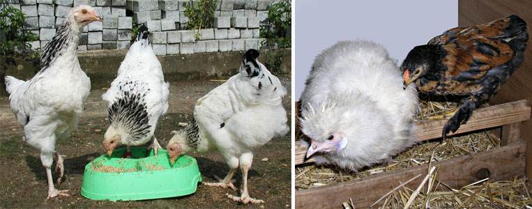 Poules devant une gamelle et poules perch&eacute;es.