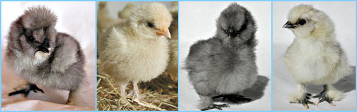 Poussins N&egrave;gre-soie.