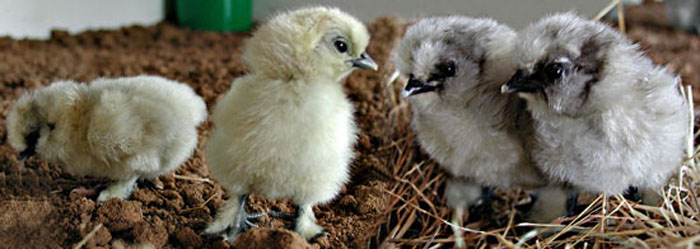 Poussins N&egrave;gre-soie.