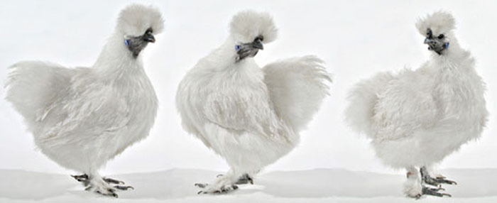 Jeune poules N&egrave;gre-soie.