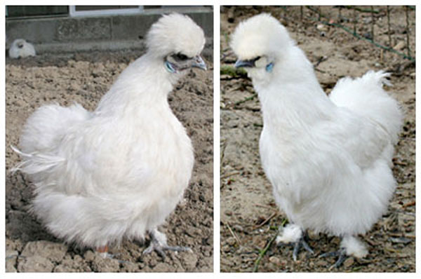 A gauche non barbue, &agrave; droite barbue.