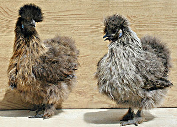 2 coqs N&egrave;gre-soie.