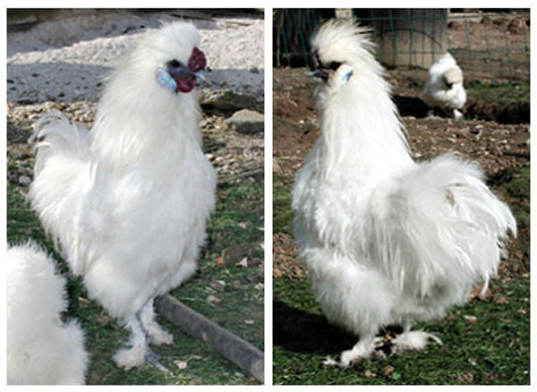 Coq barbu et non barbu.
