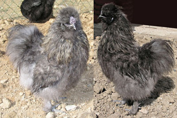 Coqs de couleur bleue.