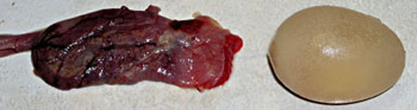 Un oeuf mou extrait de l'oviducte.