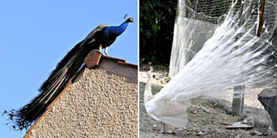 Paon bleu et paon blanc.