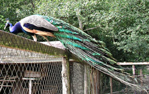 Paon sur un poulailler.