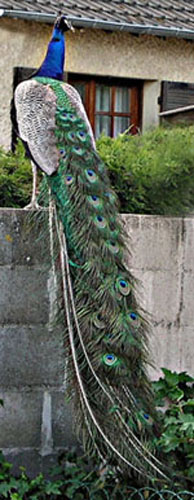 La tra&icirc;ne d'un paon.