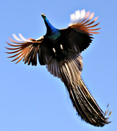 Un paon en vol.