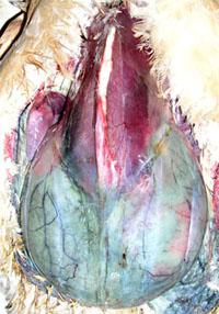 septic&eacute;mie sur une poule.