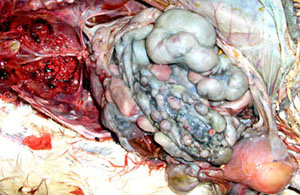 autre vue des tumeurs