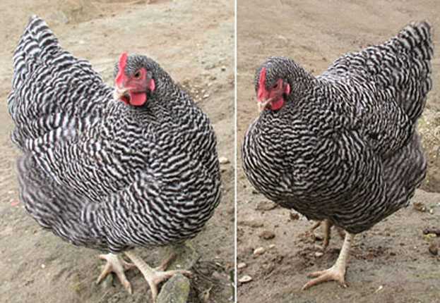 Deux poules Plymouth.