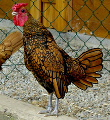 La poule Sebright