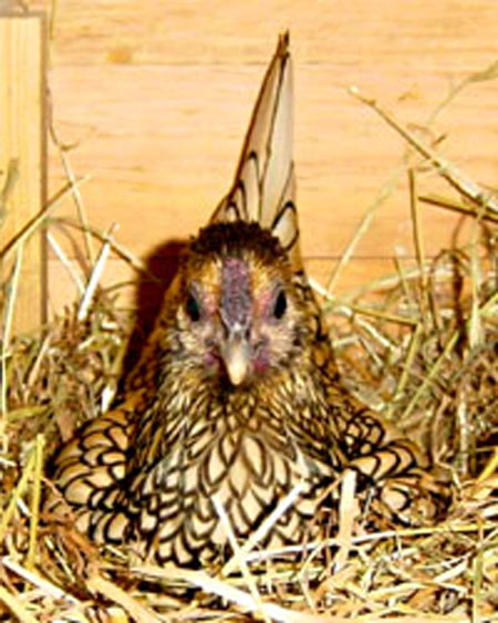 Poule Sebright qui couve.